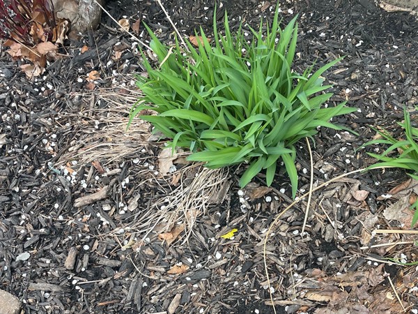 My day lilies are the ONLY ones in my neighborhood that are NOT blooming???