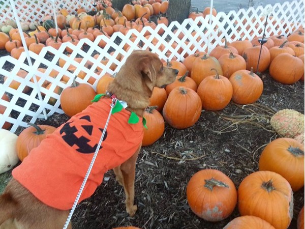The pumpkin hunt!