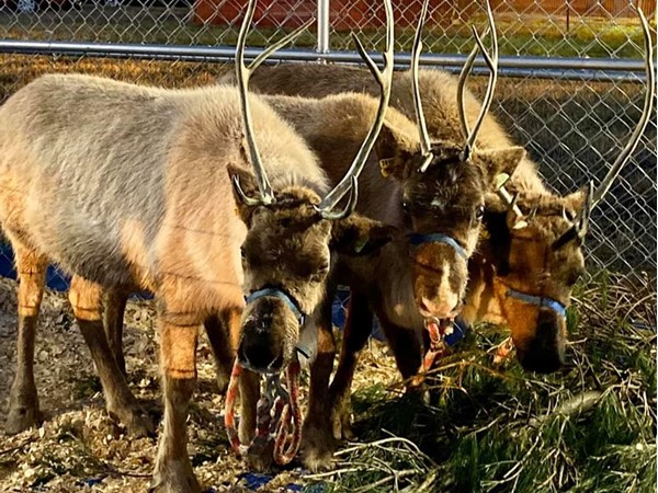 Yes, we had reindeer at our Storybook Christmas. Santa loves his reindeer