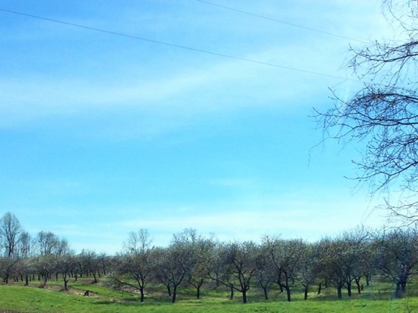 One of several orchards in the Cass County - Sister Lakes Area 