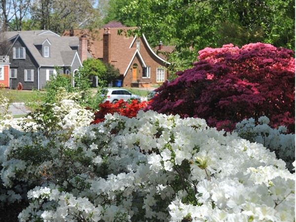 The azaleas are in full bloom in Woodward Park in the heart of Mid Town