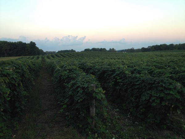 Just one of the many vineyards located in Southwest Michigan 
