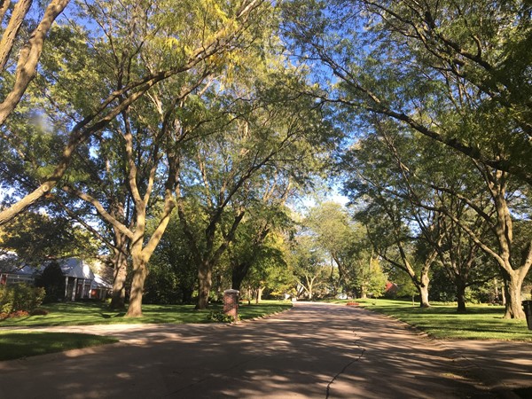 Glorious tree lined streets in established Bloomfield Hills