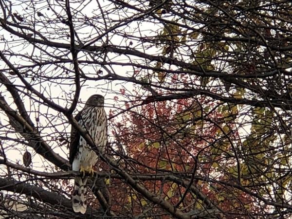 This Hawk stopped by our backyard... I don’t think he was looking for birdseed though