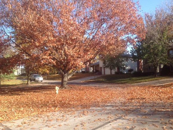 Beautiful fall color in Indian Hills