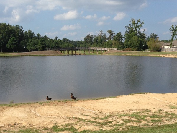 Cute ducks at Cabot Community Pond