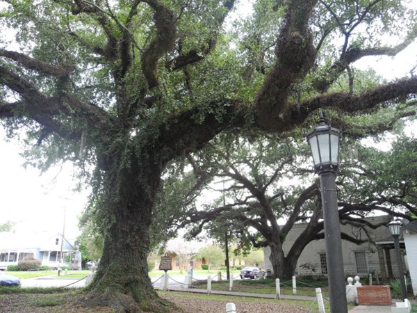 Another view of historic Evangeline Oak Park