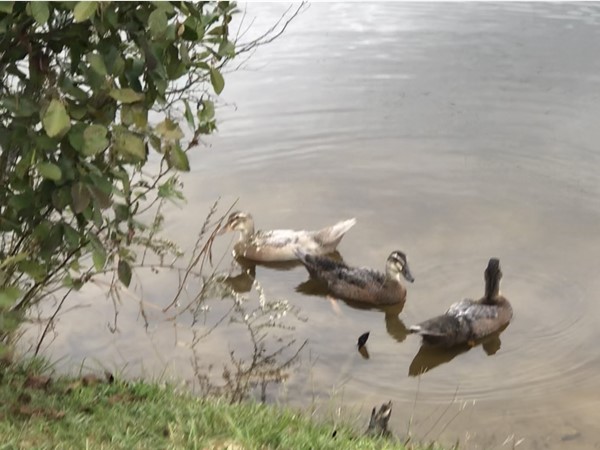 Cute baby ducks of Harper Creek are growing