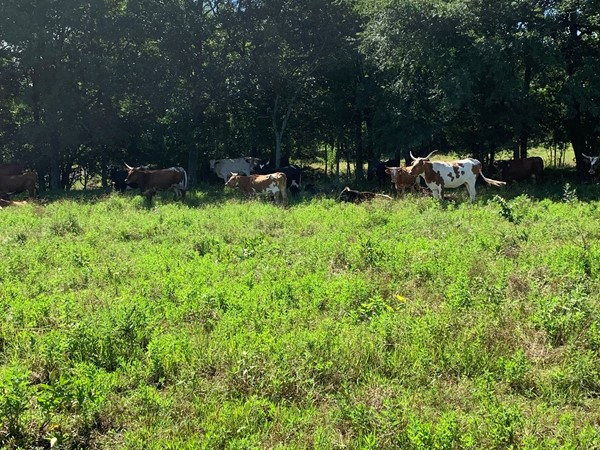 Lazy day in the shade in LeFlore County on a Southeastern OK ranch!
