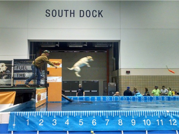 Dock dogs competition at Kansas City Sport Show - Bartle Hall