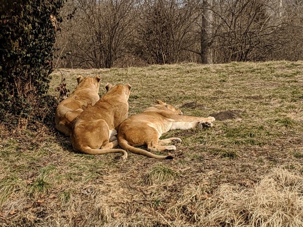 Lions at the KC Zoo are actually male. They don't have manes, since they were neutered young