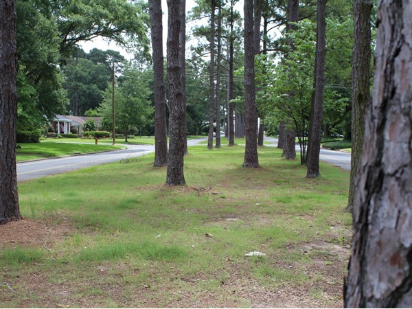 The boulevard at Marie Place has a scattering of pines