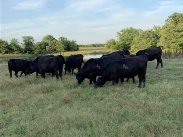 Southeastern OK heifers on the BG Ranch in Haskell County 