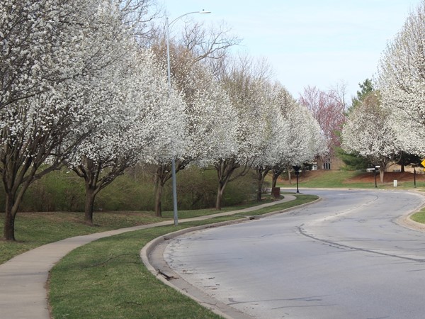 Bradford Pear trees already in bloom along Riss Lake Drive