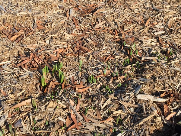Flower bulbs just peeking out of the ground in January