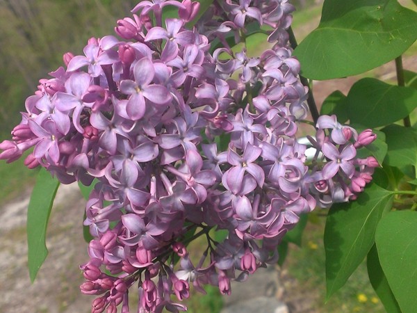 Lilacs have bloomed! Spring is here. Enjoying a beautiful Sunday
