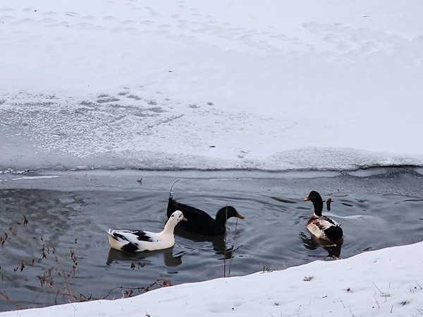Ducks on the ESU pond
