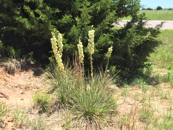 Yucca in bloom.  Beautiful in its own way