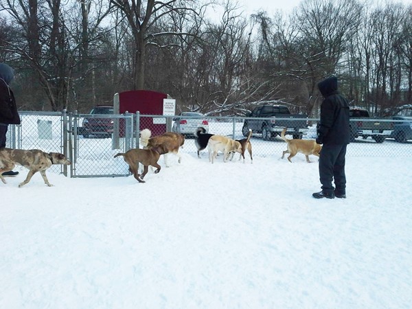 Snow, rain or shine - we are at the Wayne County Hines "large" dog park with our friends