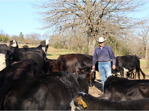 Angus cattle plus Lucky 7 Ranch bulls equal heavy market calves