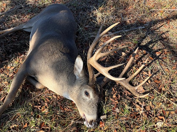 Giant Southeastern Oklahoma whitetail buck from LeFlore County