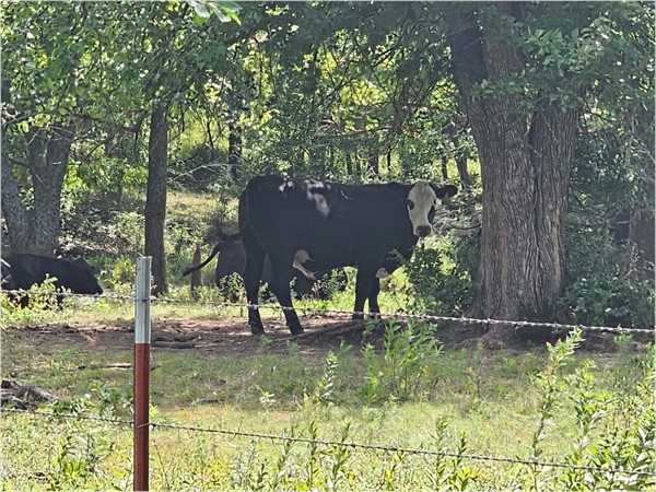 A little shade, a little stare—just Kansas cows living their best life in the woods.