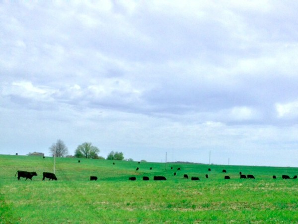 Black Angus cattle grazing in the countryside just north of Odessa.