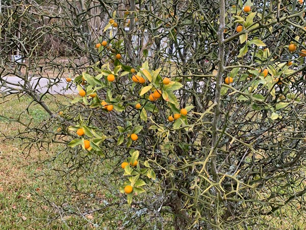 Fragrant citrus bush! Just beware of the intense thorns