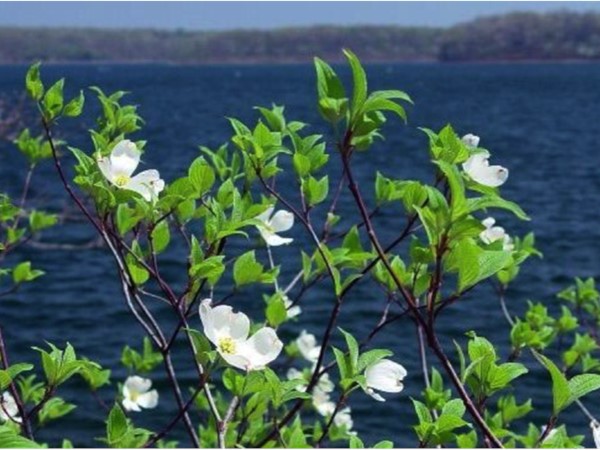 66th Annual Dogwood Festival at Lake of the Ozarks - April 15-16, 2016