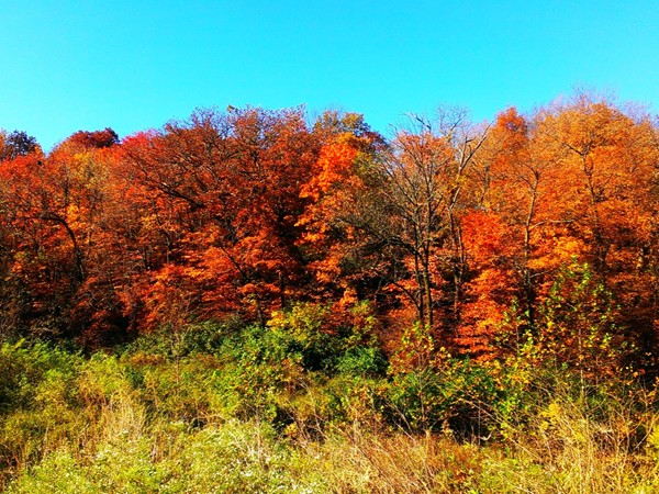 Stroll through the beautiful umbrella of fall color at Maple Woods Nature Sanctuary in Gladstone