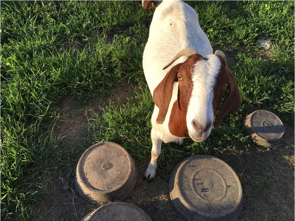 This friendly goat loves living in the Northland with wide open spaces 
