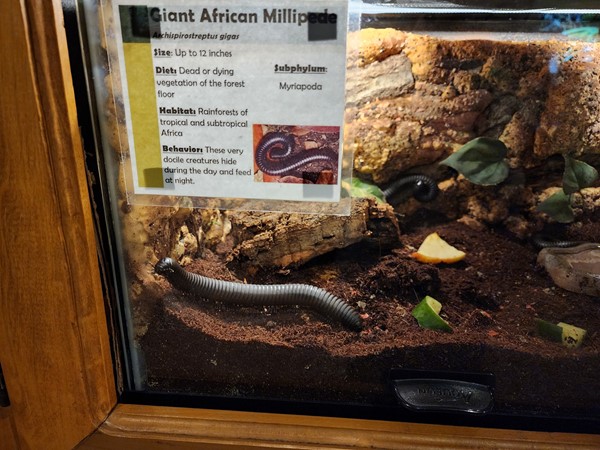 Insect exhibit at the Topeka Zoo
