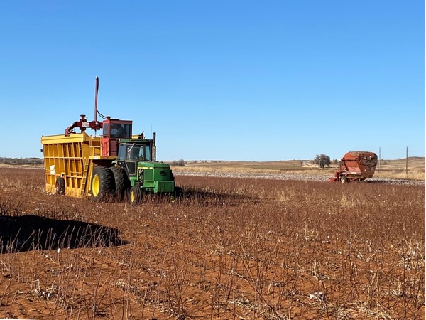 Cotton harvest near Foss Oklahoma