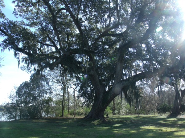 A mighty oak in New Iberia