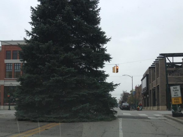 Massive 2016 Christmas tree in Traverse City