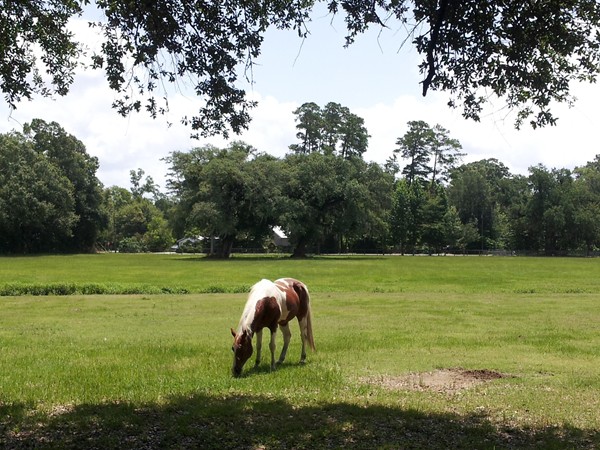 Grazing away the day in the very heart of Old Mandeville