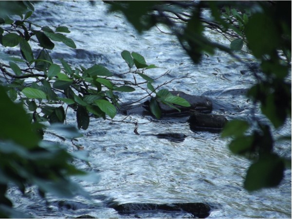 Babbling brook in Clarksville 