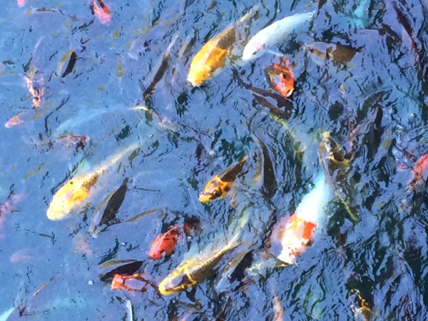 Lendonwood Gardens features a gorgeous pond full of hungry Koi Fish