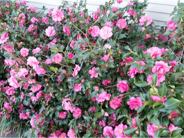 Gorgeous blooming camellias in Capital Heights
