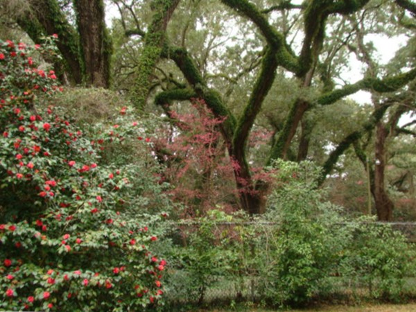 Camellias, cherry trees and glorious oaks extend the welcome to Augusta Evans.