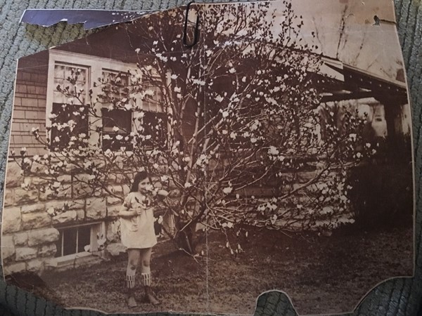 Magnolia tree along Brookside Blvd circa 1927. This tree is still standing today