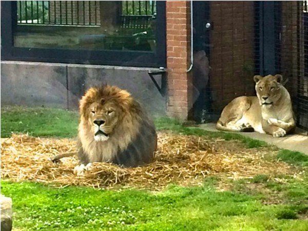 UNA mascots, Leo and Una thrill visitors of all ages at the George H Carroll Lion Habitat on campus.