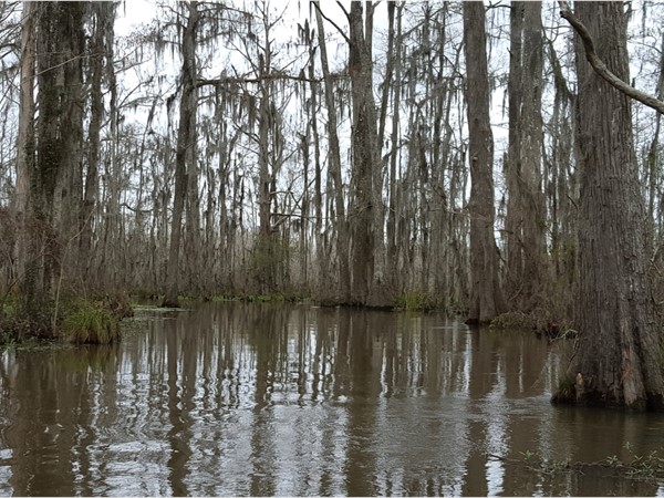 Majestic cypress trees in the swamps off of the Pearl River in Hancock County