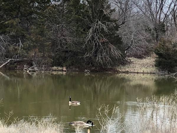 Rustic Creek pond guests