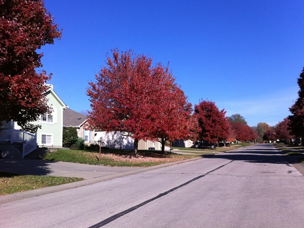 Wonderful fall colors in the Maples of Woodland Subdivision in Lansing 