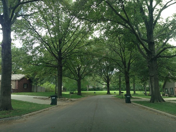 Tree-lined street in Pioneer Ridge 