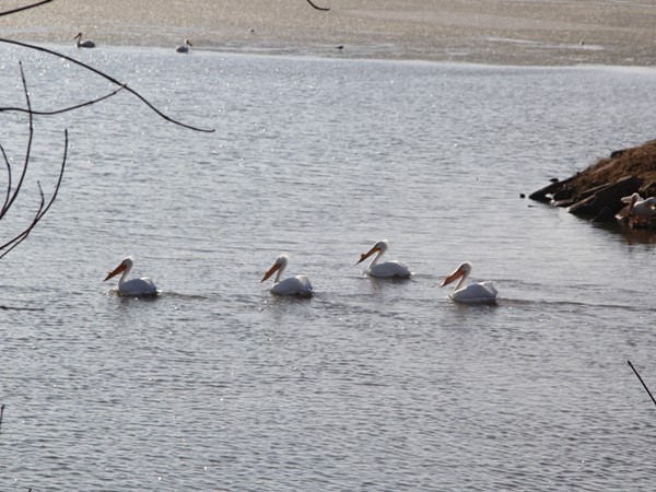 Migrating pelicans and other birds frequent this great fishing lake. Campground is very busy also  