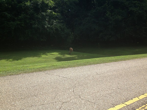 Joe Wheeler State Park. Look closely and you will see the wild deer in the park