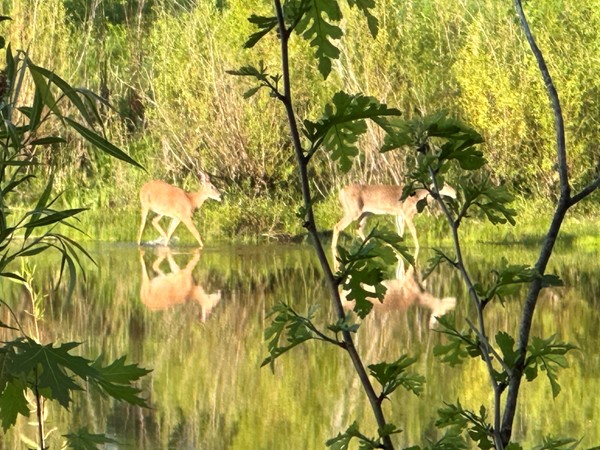 A pair of deer walk on the edge of Big Woods Lake 