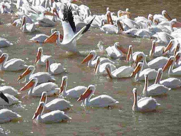 Pelicans at Logan Martin Lake   